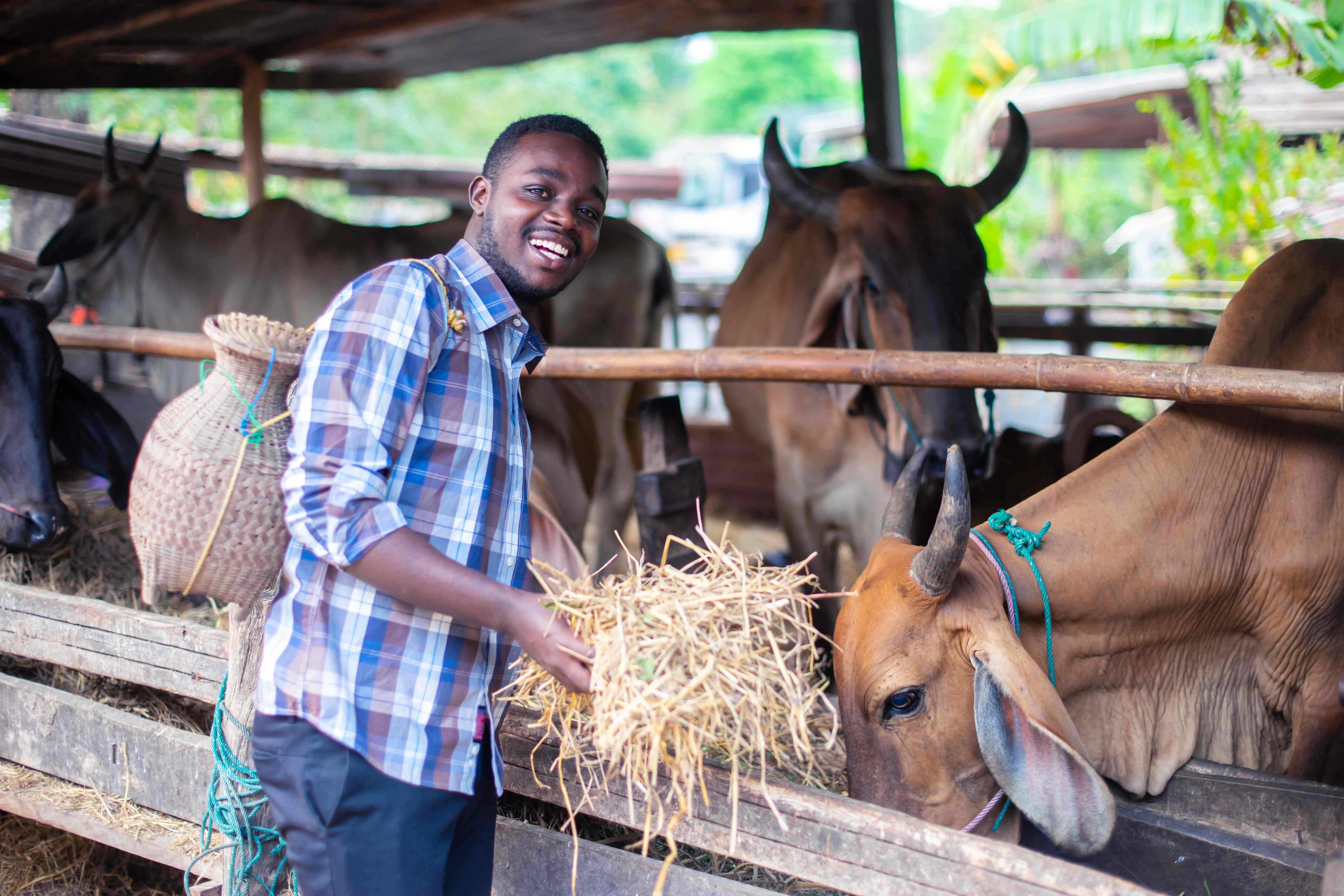 A young farmer giving dry feed to cows in stable
